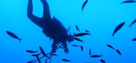 Les Sharkettes : une Junior Asso à l'assault des océans !